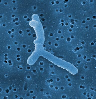 Bifidobacterium bifidum