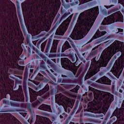 Bifidobacterium breve