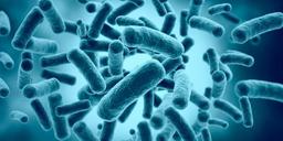 Bifidobacterium infantis