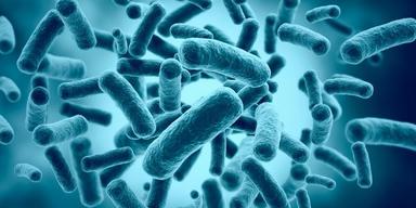 Bifidobacterium infantis