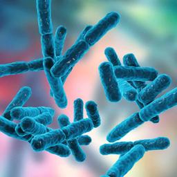 Bifidobacterium lactis
