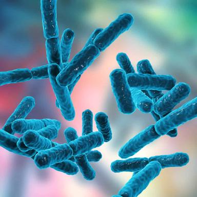 Bifidobacterium lactis