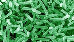 Lactobacillus gasseri