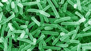Lactobacillus gasseri