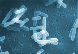 Lactobacillus reuteri