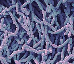 Lactobacillus rhamnosus