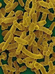 Lactobacillus salivarius
