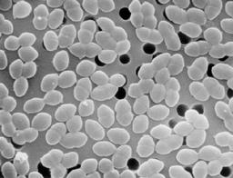 Enterococcus faecium