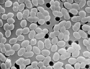 Enterococcus faecium